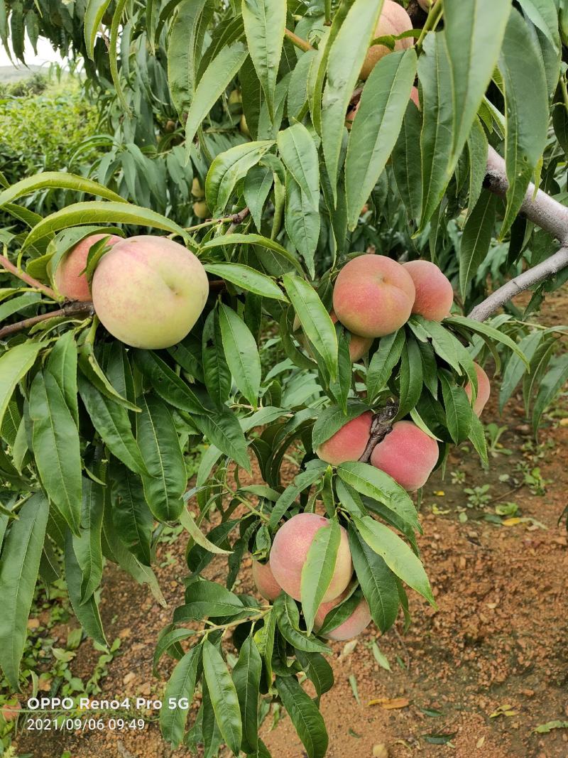 沂蒙冬桃