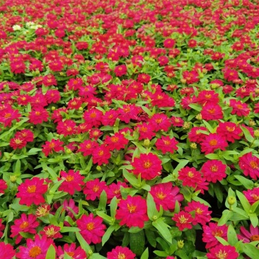 百日草，花香迷人百看不厌自家基地量大从优欢迎选购各规格齐