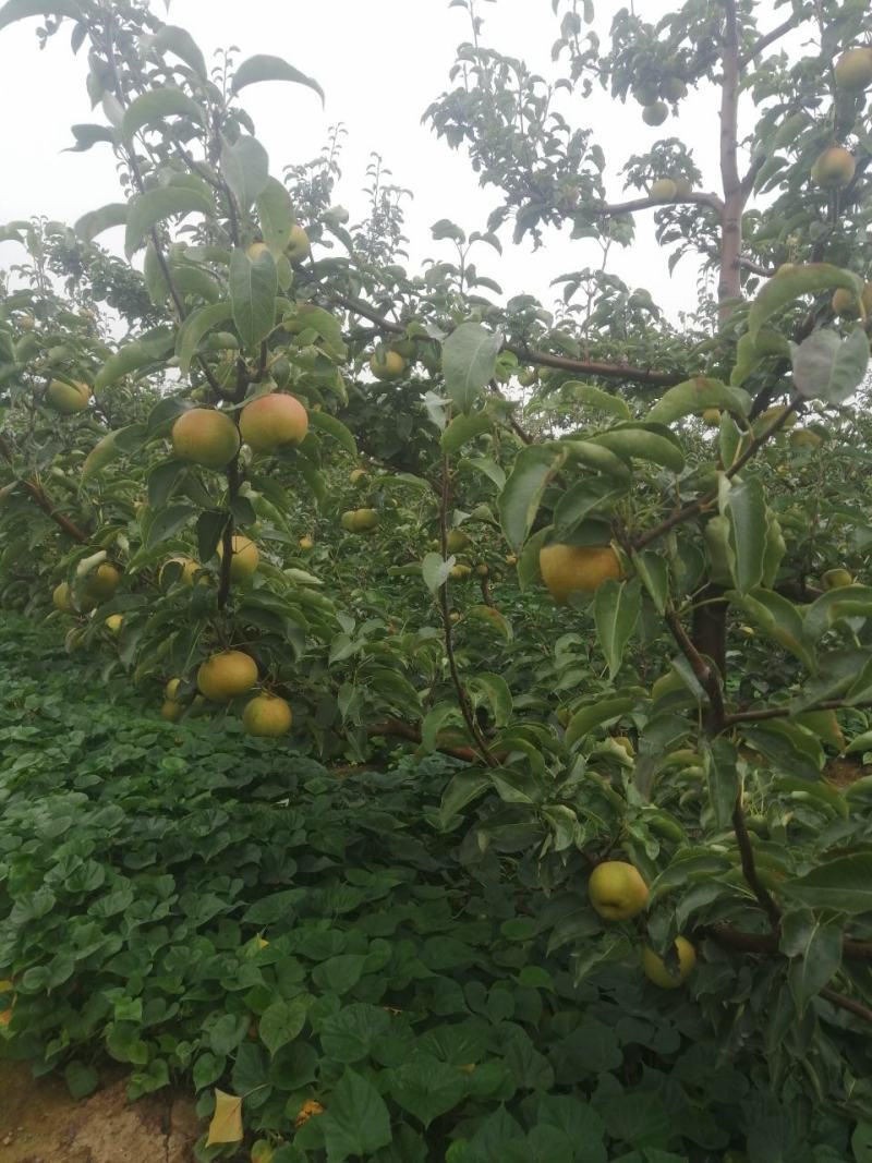 苹果梨，锦峰梨，九月下旬下树，今年颜色好，皮毛亮，