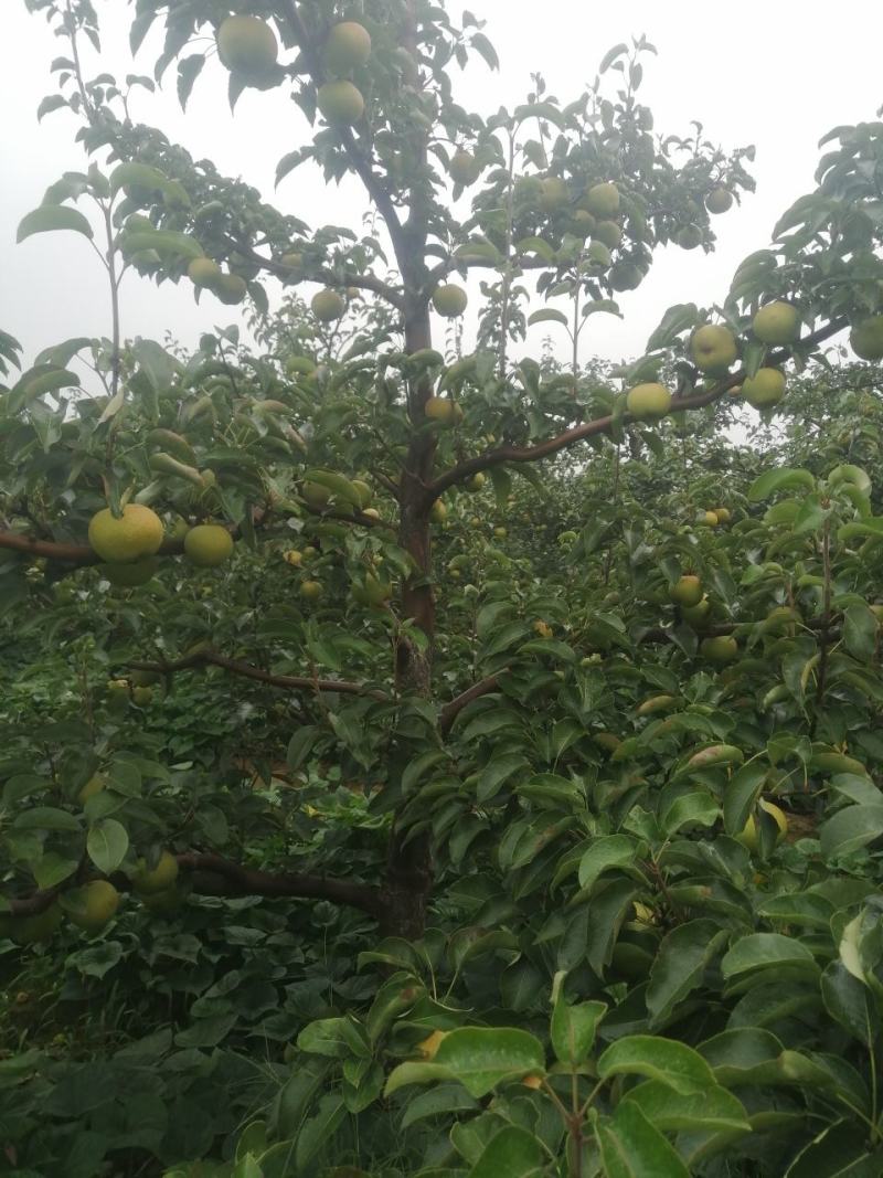 苹果梨，锦峰梨，九月下旬下树，今年颜色好，皮毛亮，