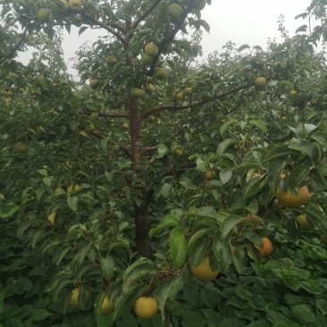 苹果梨，锦峰梨，九月下旬下树，今年颜色好，皮毛亮，