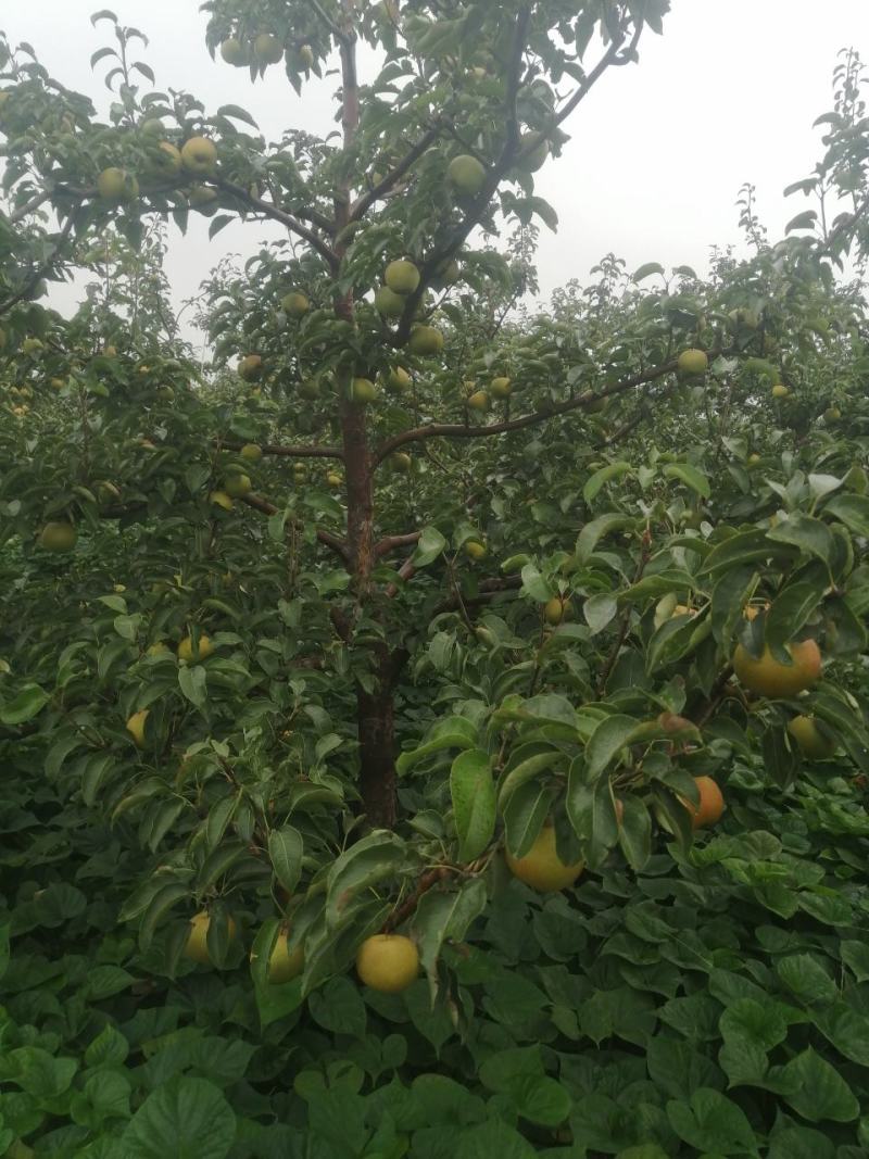 苹果梨，锦峰梨，九月下旬下树，今年颜色好，皮毛亮，
