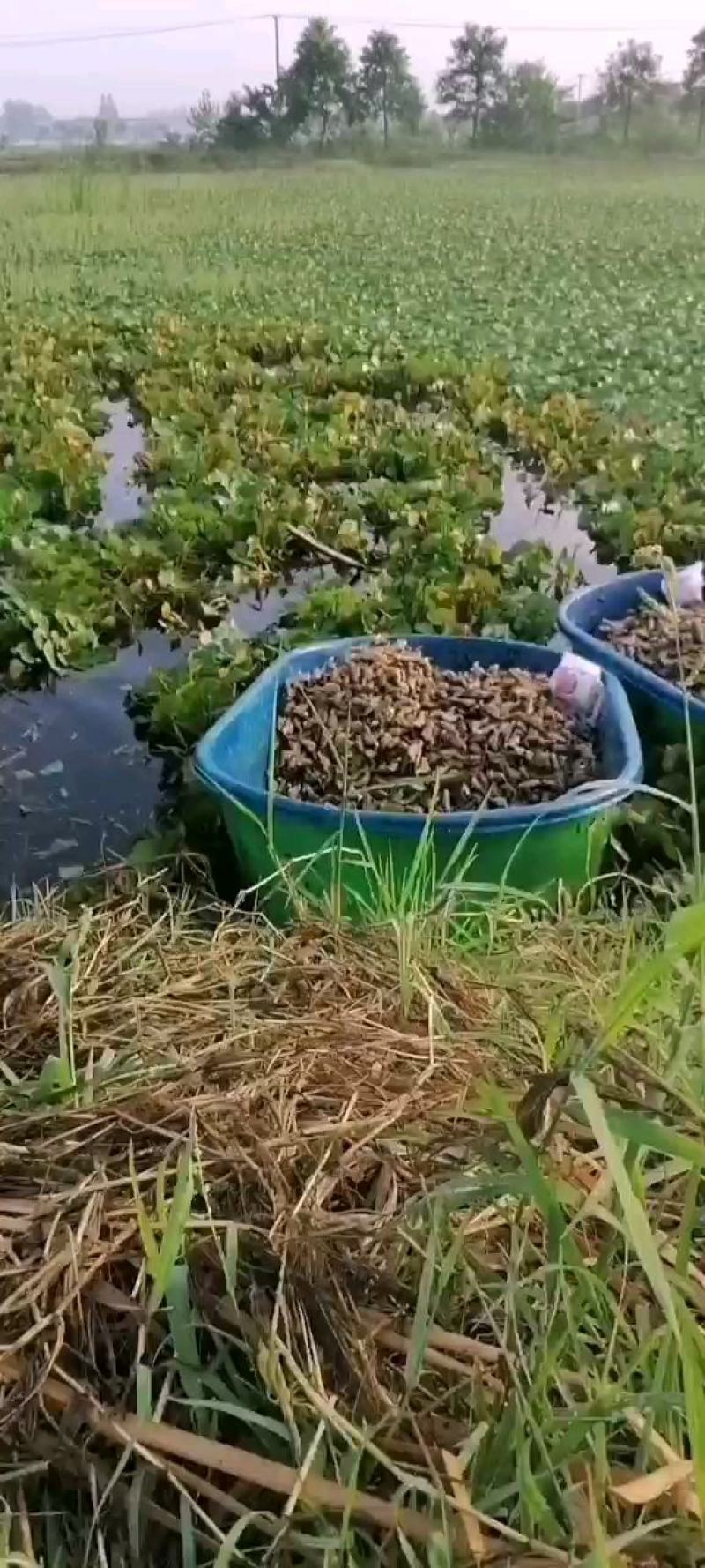 新鲜菱角大量供应家菱角当天采，当天发货，每天3万斤