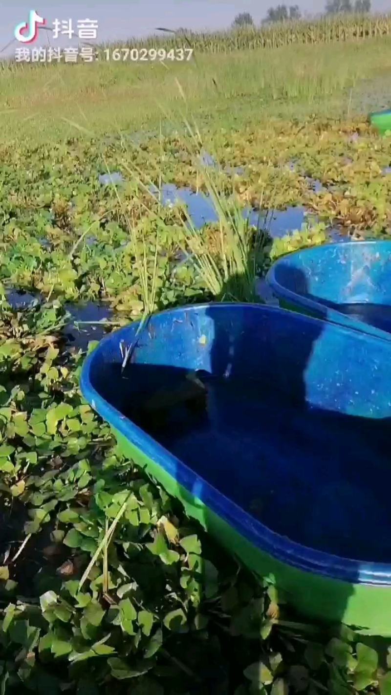 新鲜菱角大量供应家菱角当天采，当天发货，每天3万斤