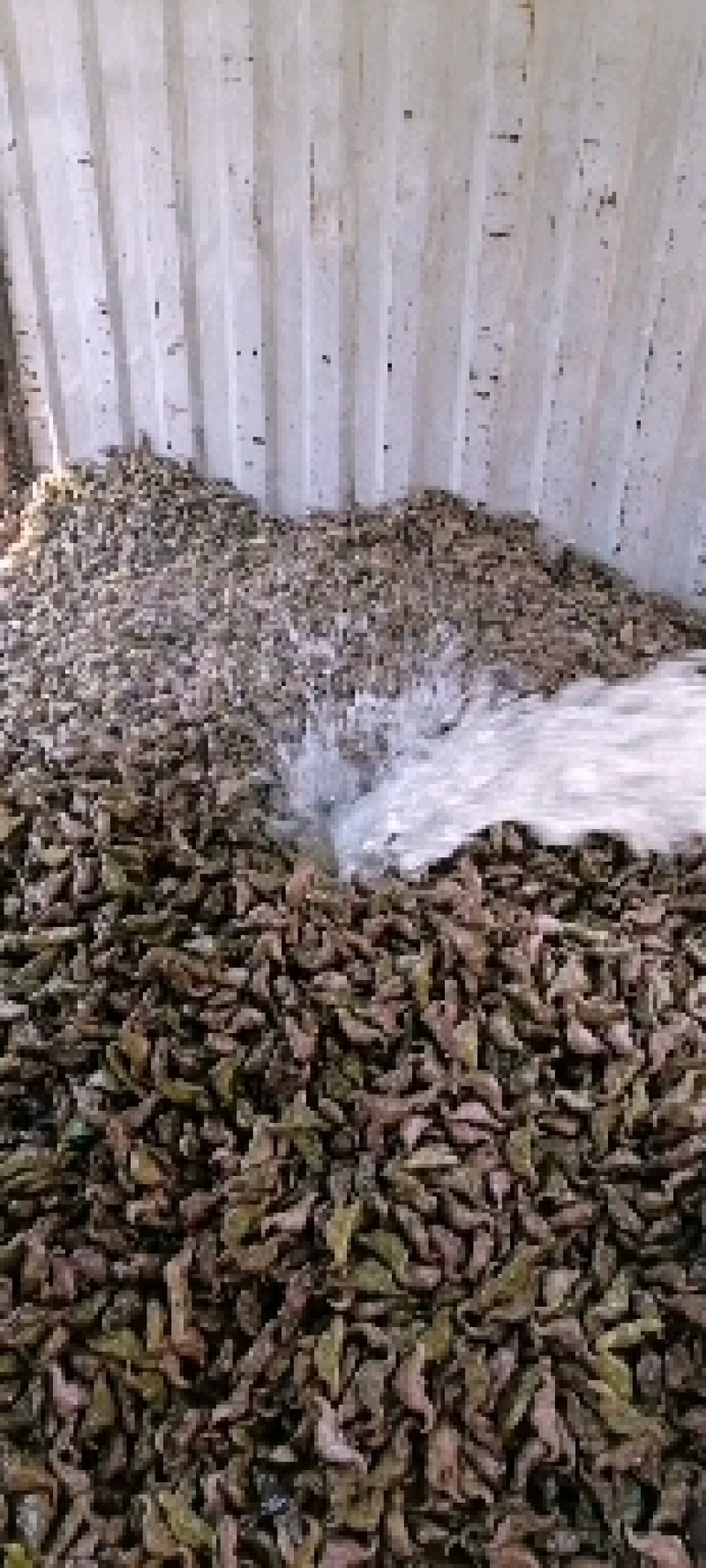 新鲜菱角大量供应家菱角当天采，当天发货，每天3万斤
