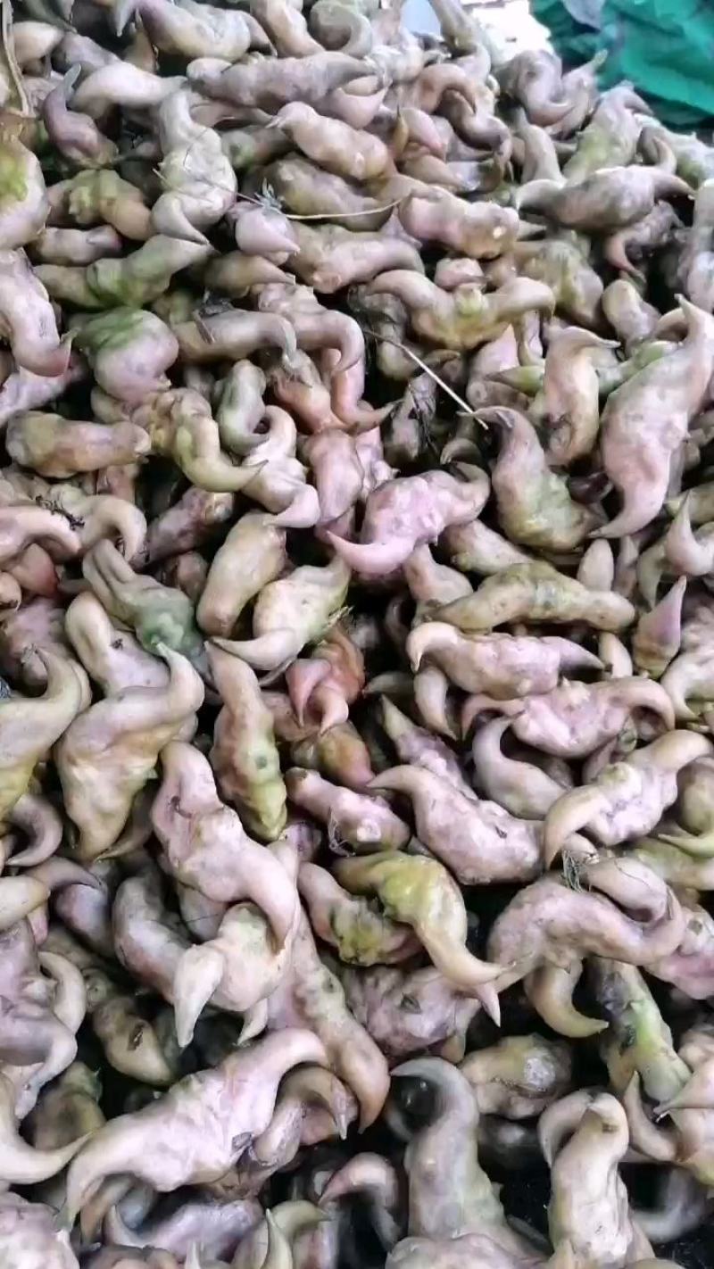 新鲜菱角大量供应家菱角当天采，当天发货，每天3万斤