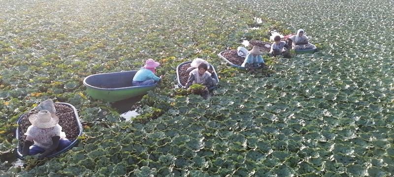新鲜菱角大量供应家菱角当天采，当天发货，每天3万斤