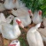 白翻鸭公，均重9..5到10斤，180天