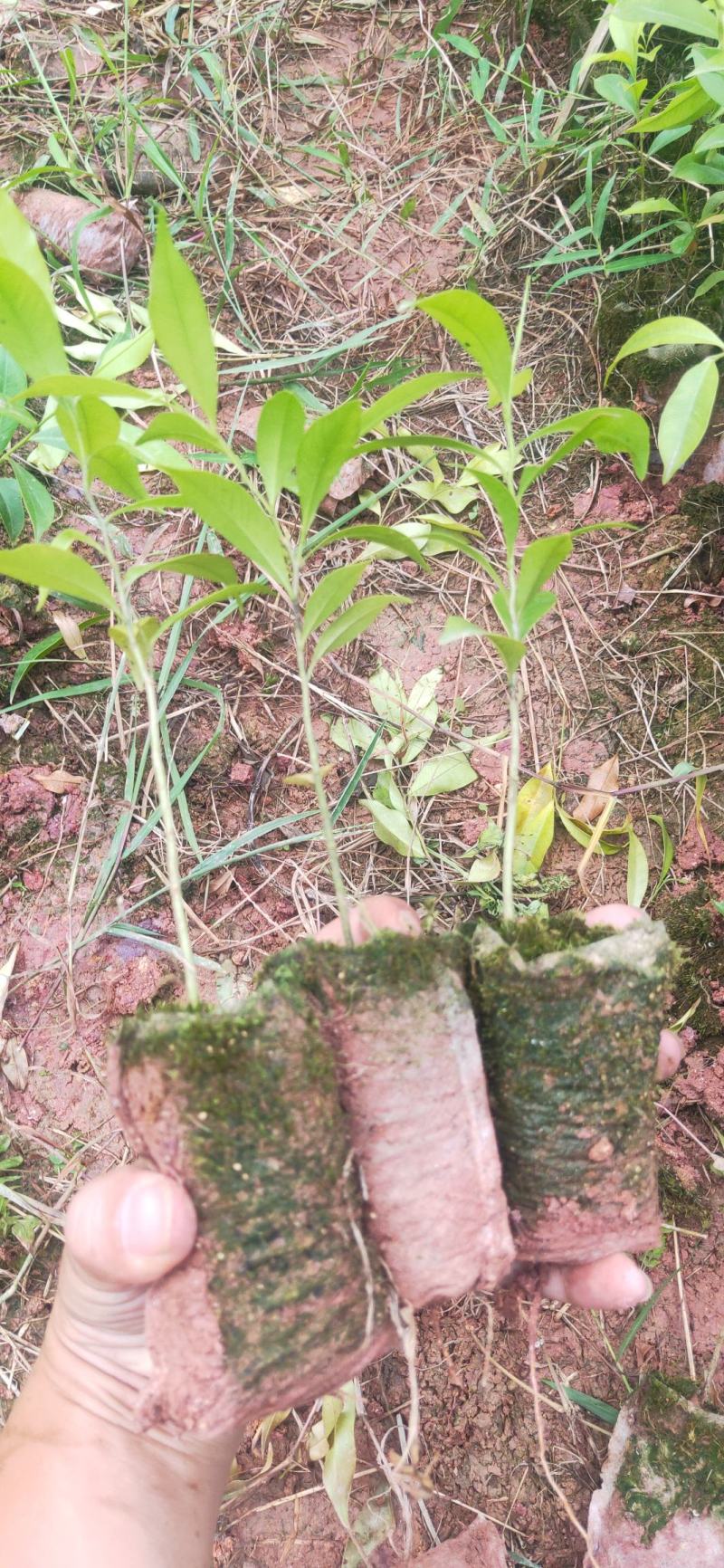 沉香苗嫁接奇楠苗苗场低价批发现苗多多