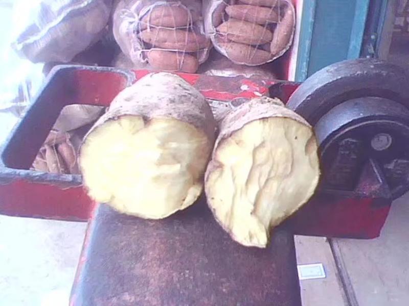 内乡县红薯，徐薯18.粉薯，窖存地瓜红薯，