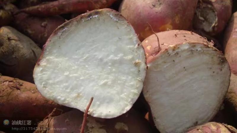 内乡县红薯，徐薯18.粉薯，窖存地瓜红薯，