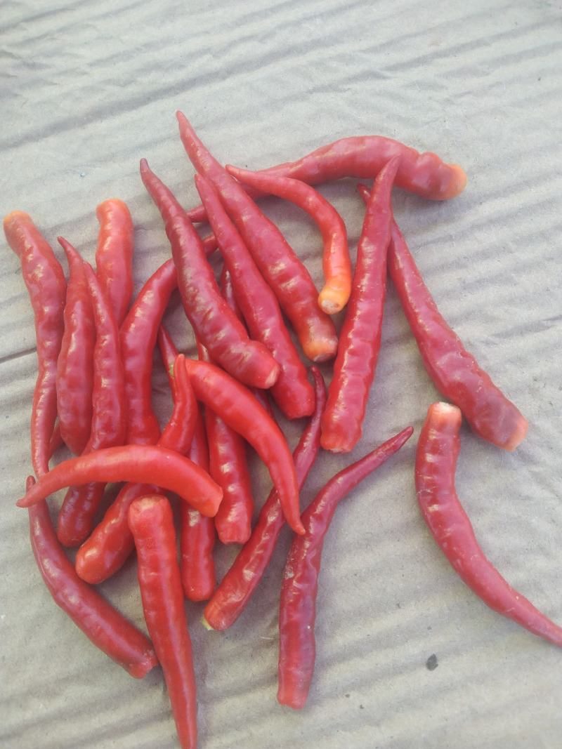 优质干朝天椒，颜色好，极辣，