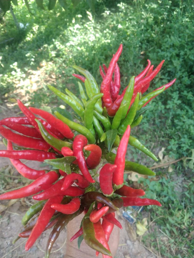 优质干朝天椒，颜色好，极辣，