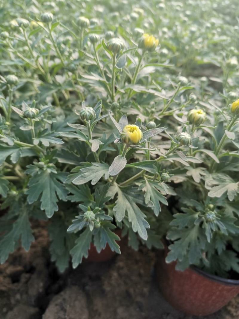 千头菊，国庆菊，150盆，120盆，有红，黄，粉，三色。