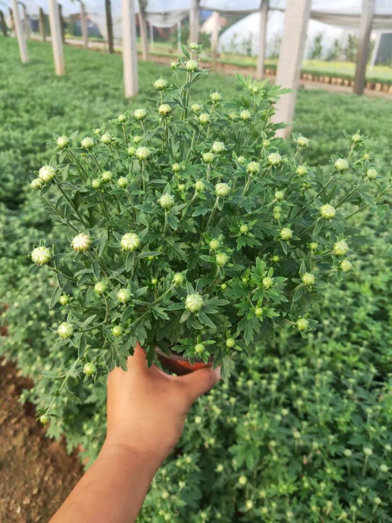 千头菊，国庆菊，150盆，120盆，有红，黄，粉，三色。