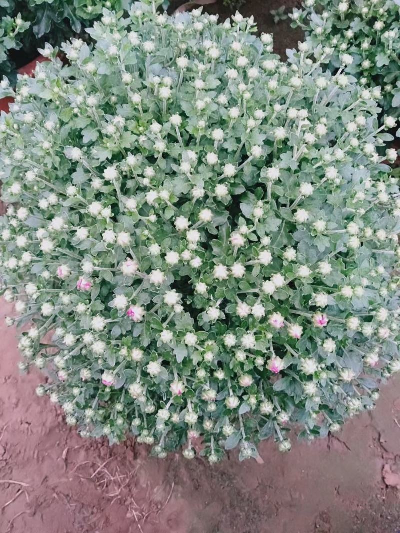 千头菊，国庆菊，150盆，120盆，有红，黄，粉，三色。
