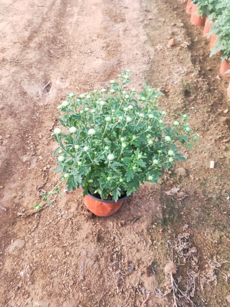 千头菊，国庆菊，150盆，120盆，有红，黄，粉，三色。