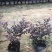 大量出售7斤袋红继木苗