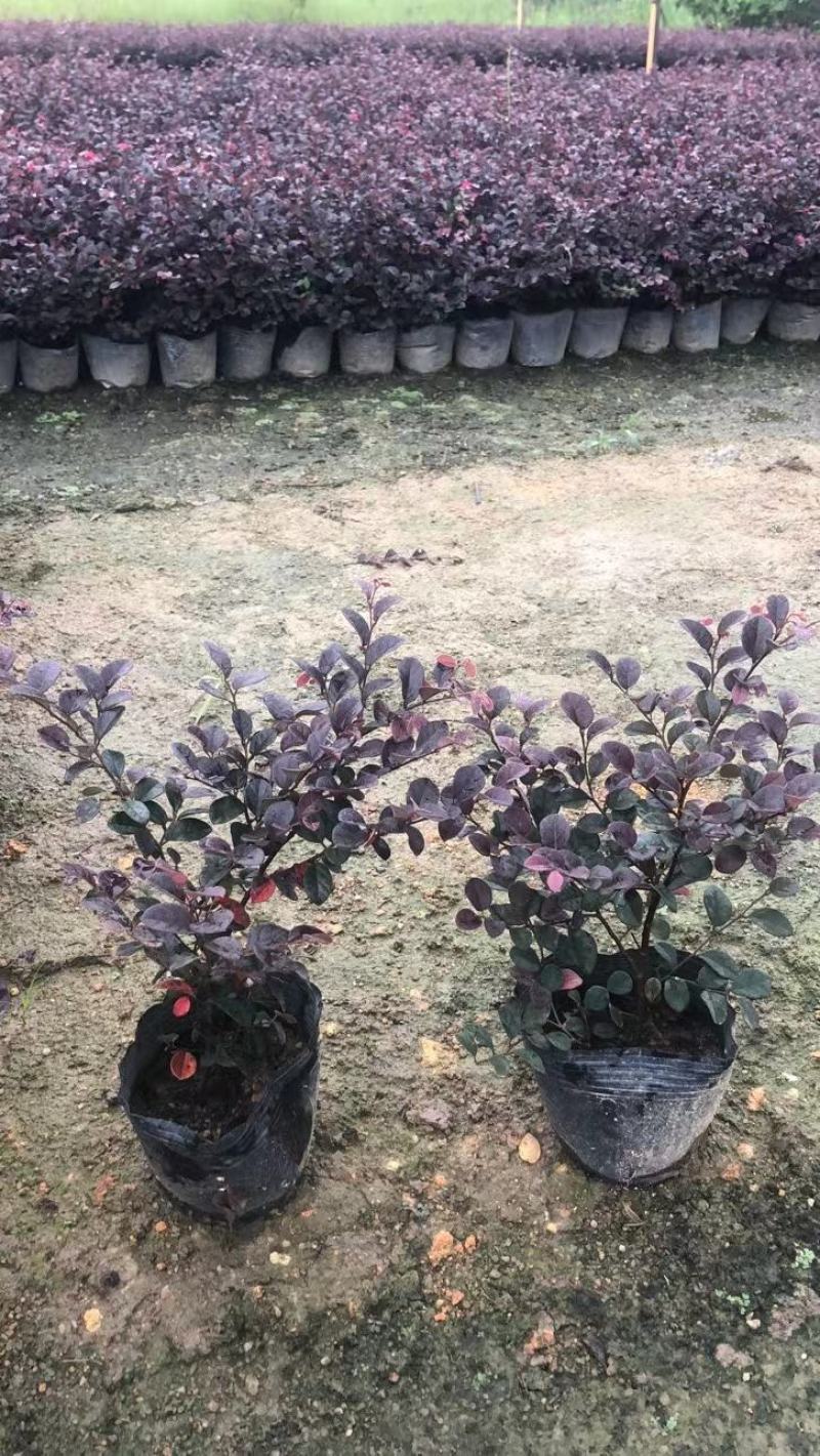 大量出售7斤袋红继木苗