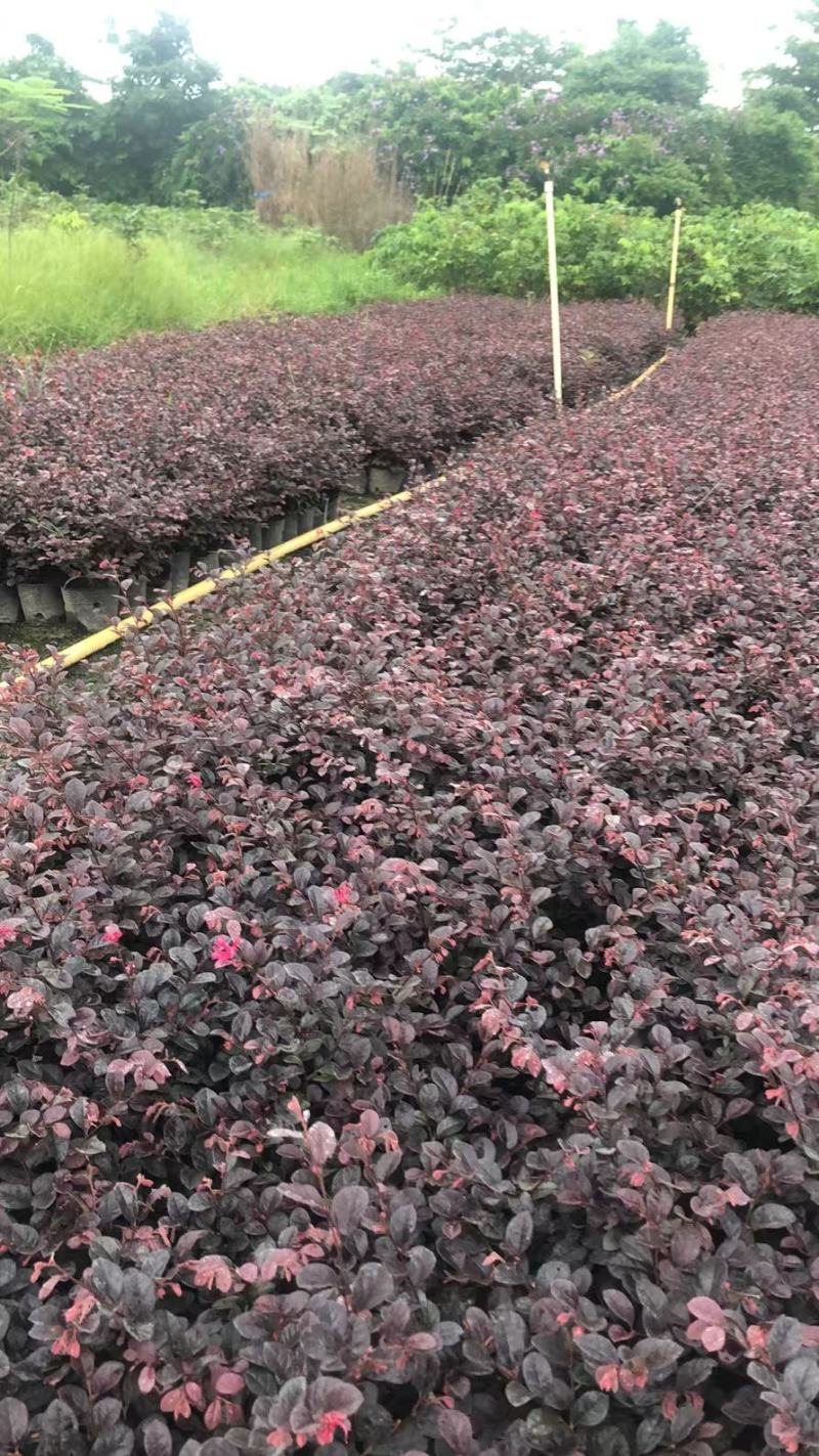 大量出售7斤袋红继木苗
