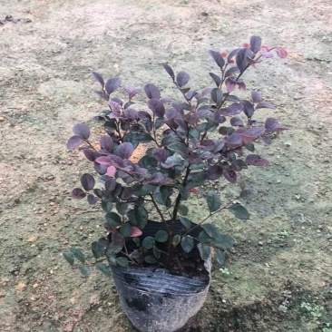 大量出售7斤袋红继木苗