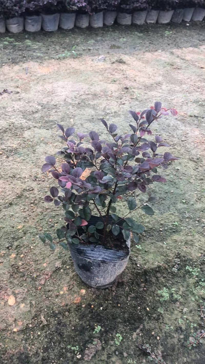 大量出售7斤袋红继木苗