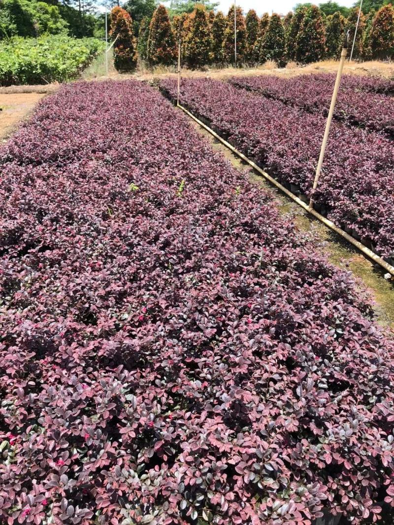 大量出售7斤袋红继木苗