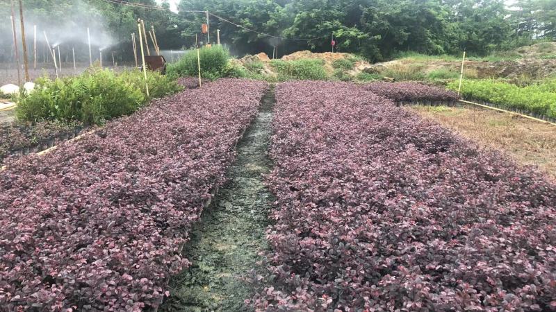 大量出售7斤袋红继木苗