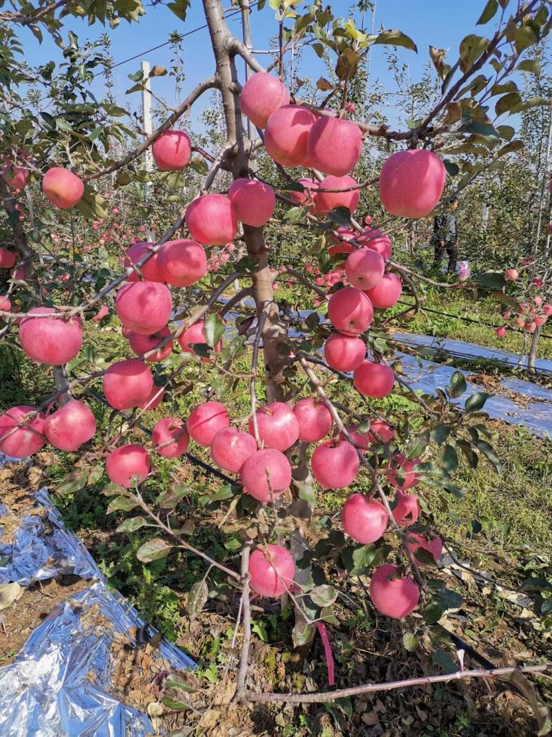 陕西风翔红富士苹果大量有货