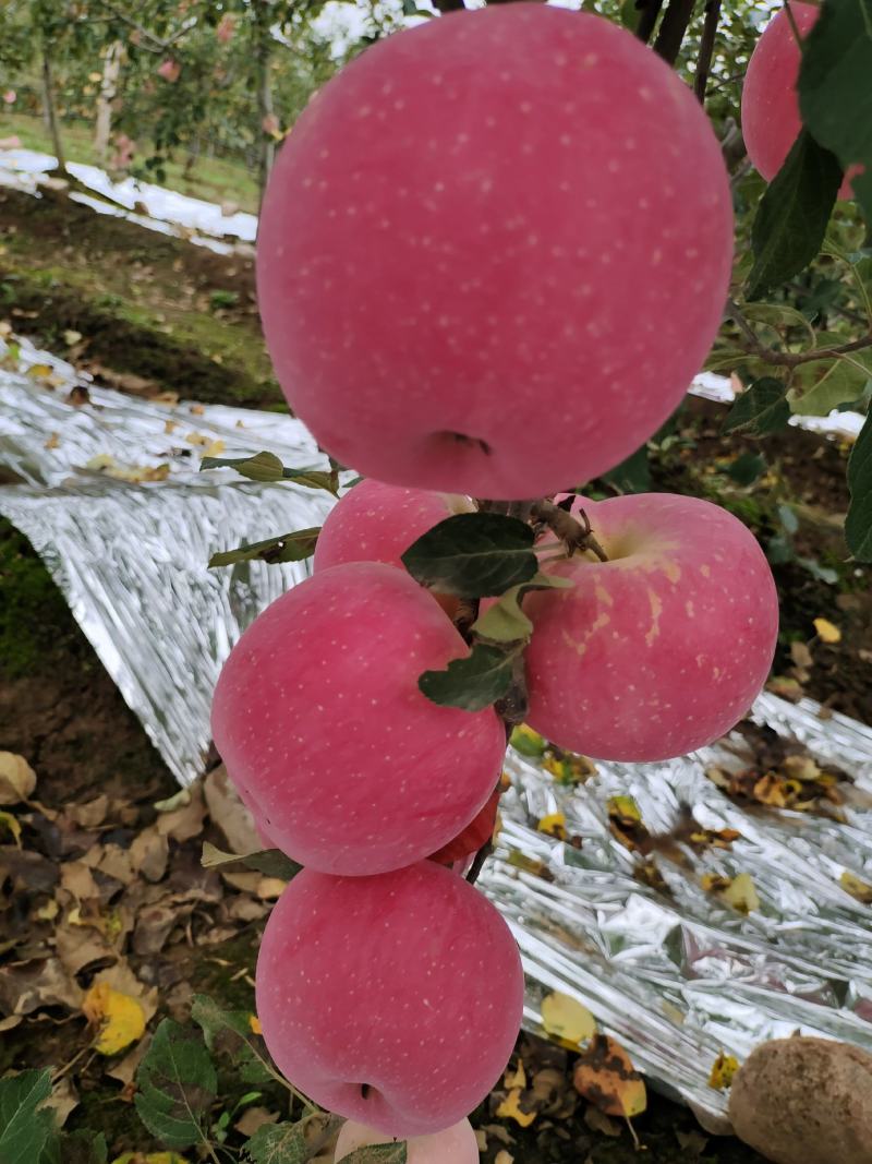 陕西风翔红富士苹果大量有货