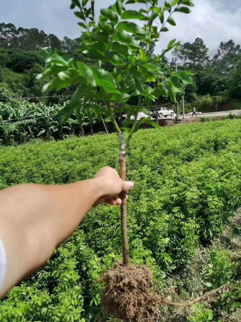黑黄皮苗