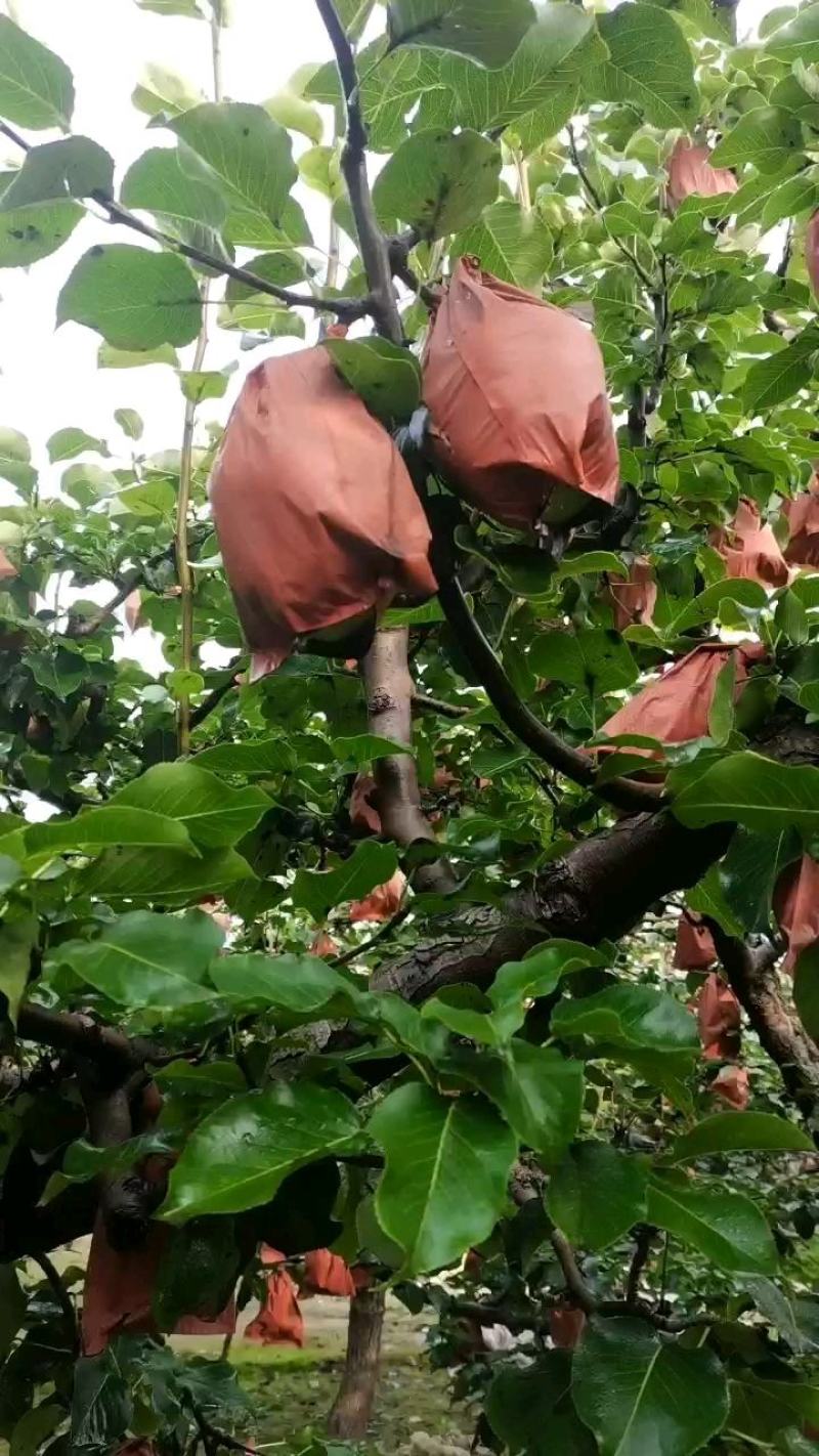 梨