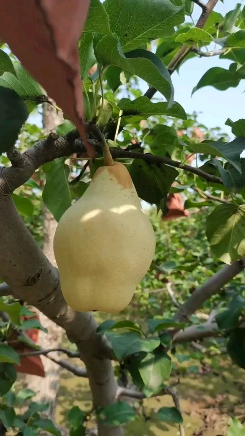 梨