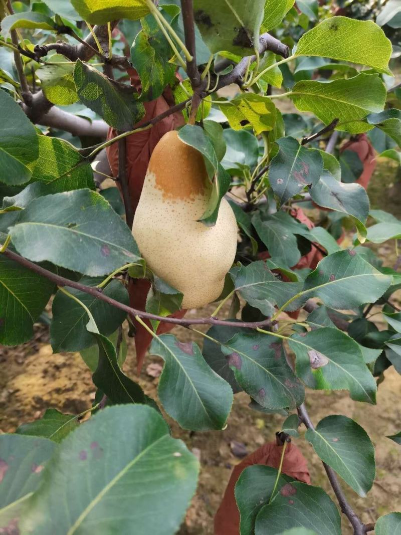 梨
