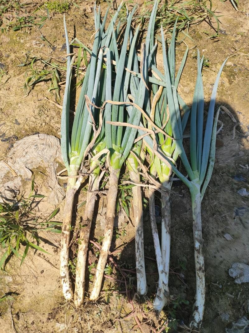 山东滕州铁杆大葱，少量上市，货源充足，欢迎联系
