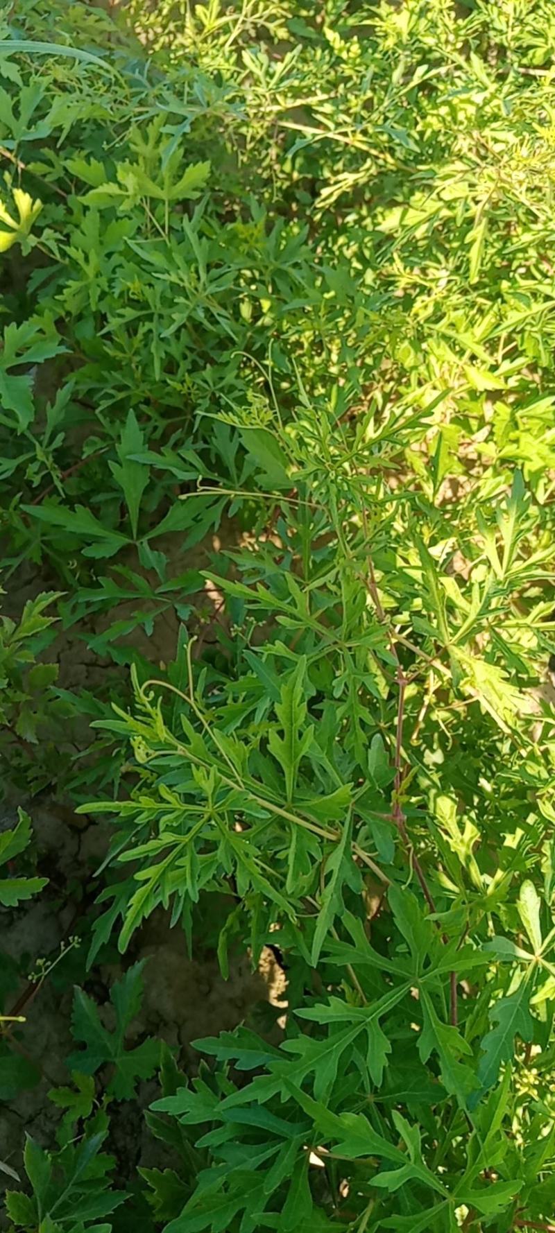 白蔹高速绿化一手货源