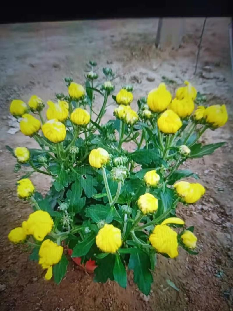 150#250#大菊花，千头菊现状