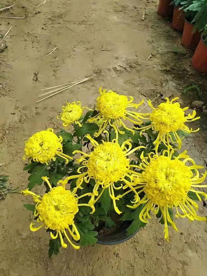 150#250#大菊花，千头菊现状