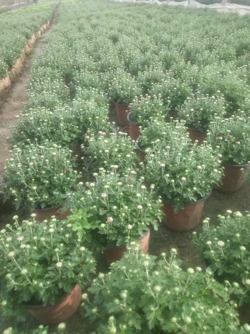 150#250#大菊花，千头菊现状