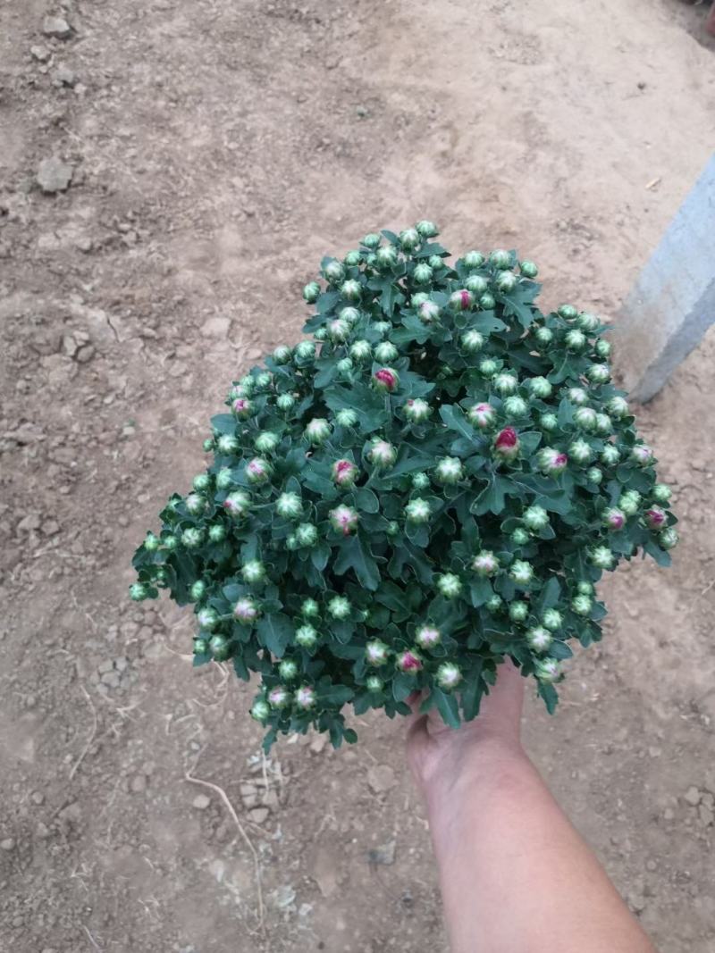 150#250#大菊花，千头菊现状