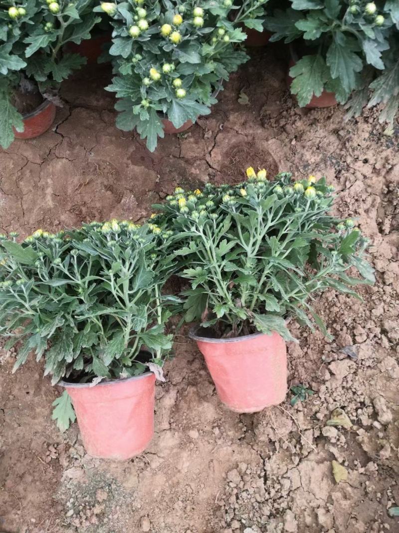 150#250#大菊花，千头菊现状
