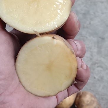 土豆荷兰土豆安丘市土豆高密土豆存库土豆
