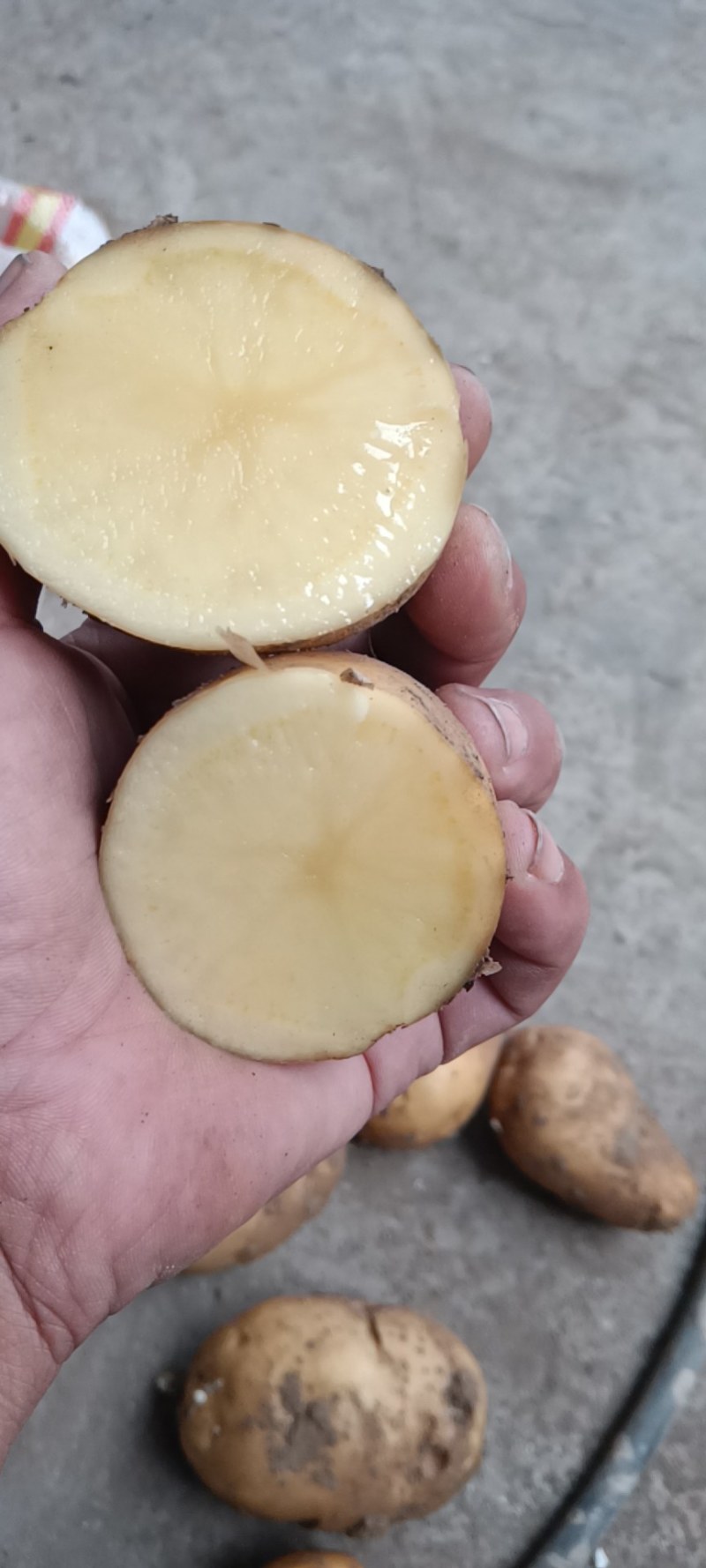 土豆荷兰土豆安丘市土豆高密土豆存库土豆