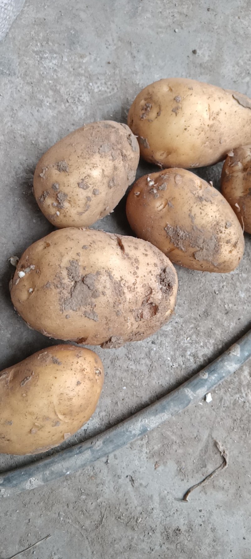 土豆荷兰土豆安丘市土豆高密土豆存库土豆