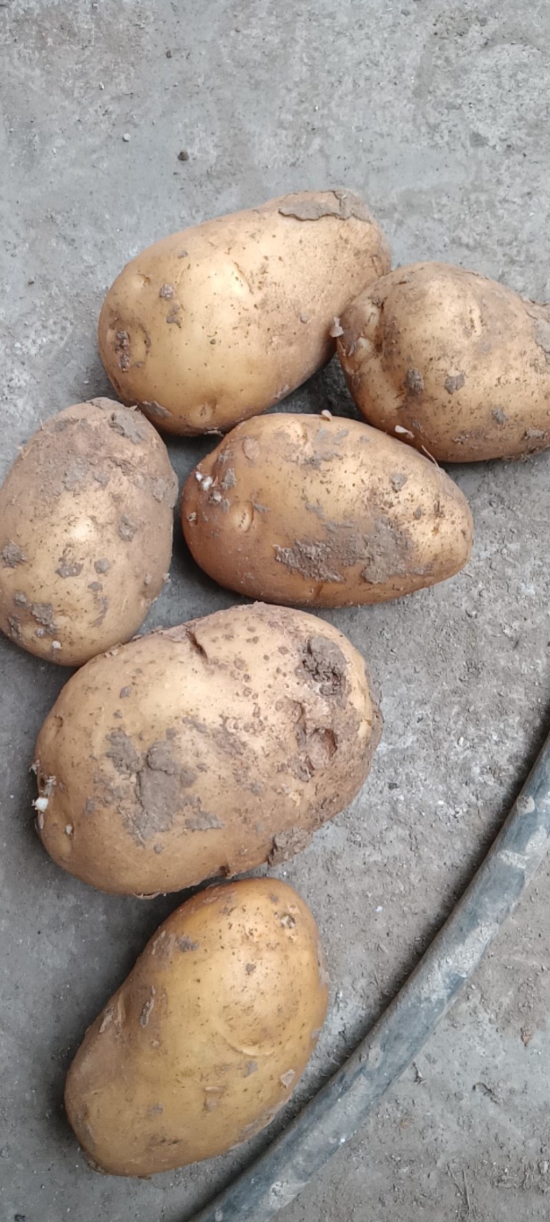 土豆荷兰土豆安丘市土豆高密土豆存库土豆