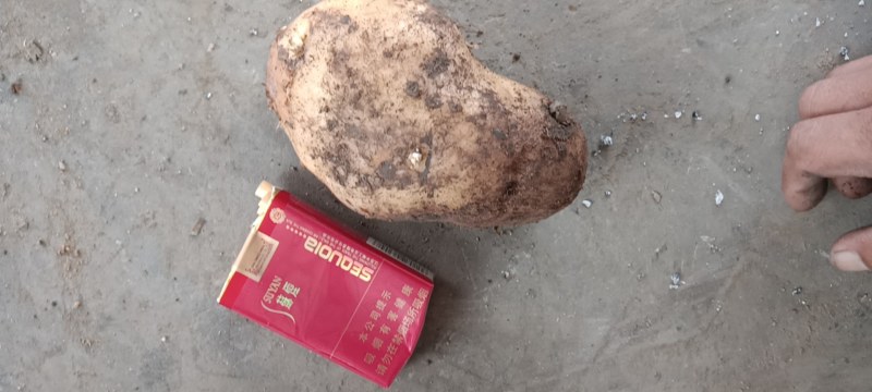 土豆荷兰土豆安丘市土豆高密土豆存库土豆