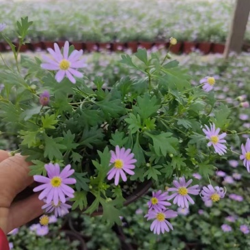 姬小菊