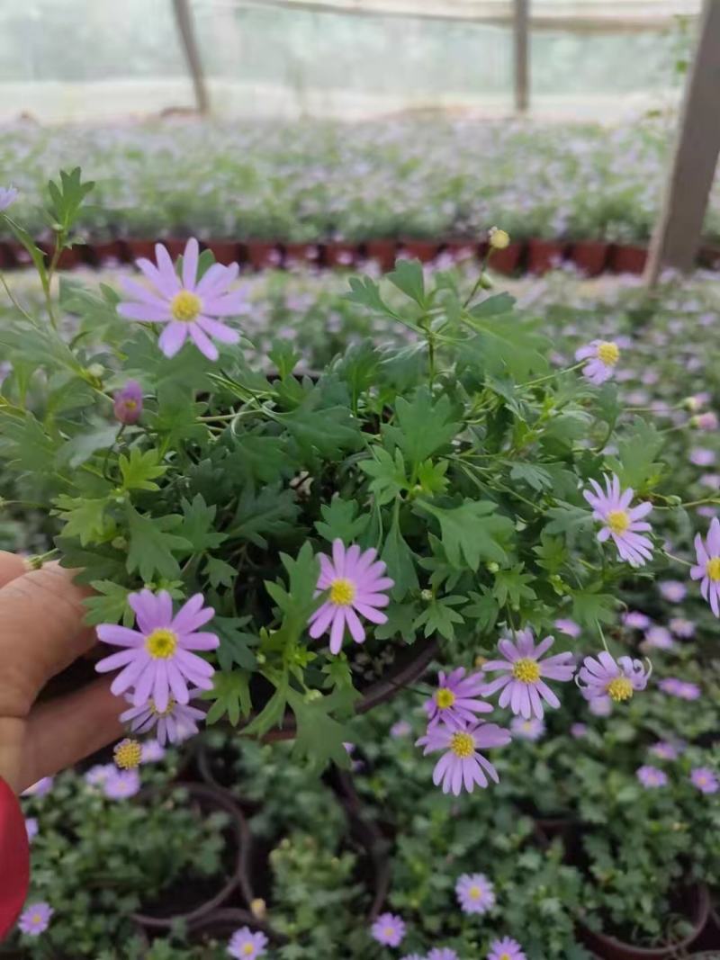 姬小菊