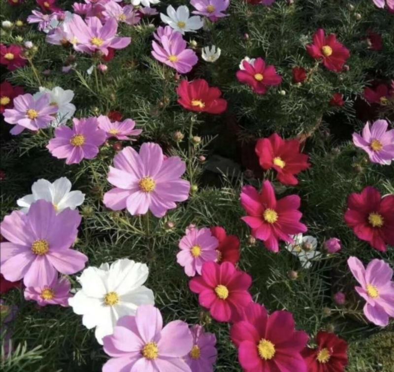 波斯菊批发