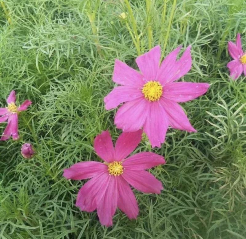 波斯菊批发